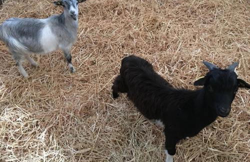 Apfelgartenhaus 3 - Foto 14