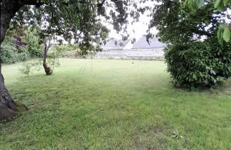 arbre de vie - Foto 4