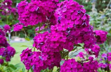 Haus am Walde - Foto 27