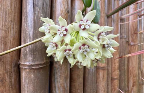 Tropical Zen Bungalow - Foto 19