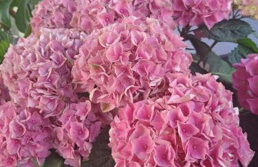 Papa's place - Foto 28