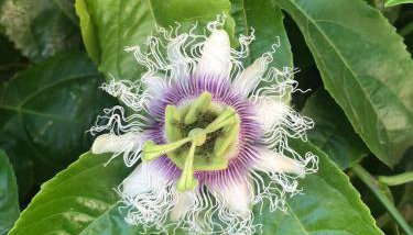 Apartments Petra - Foto 3, Garden view