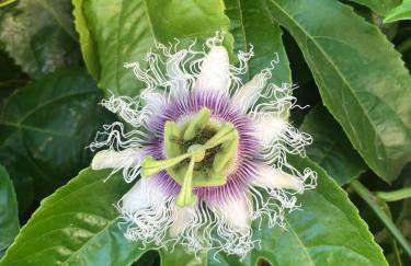 Apartments Petra - Photo 3