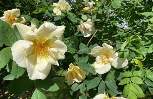 Landhuus Stender - Foto 17