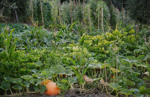 Poggio Diavolino - Suvereto - Foto 11