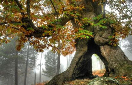 GREDOS RURALRUT cerca del CASTAÑAR de El Tiemblo, Reserva Natural VALLE DE IRUELAS, alojamiento acogedor con cabina hidromasaje, chimenea eléctrica, calefacción, wifi, cocina - Photo 14