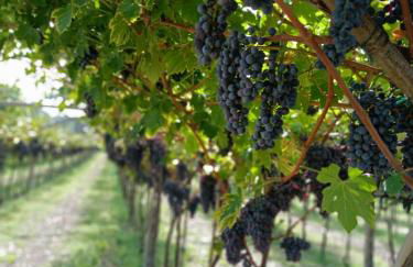 Residenza Gli Agrumi del Garda - Foto 40