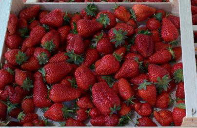 Agriturismo Villa Cheti - Foto 35