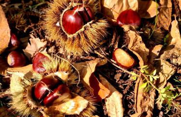 Etna panoramic villa with swimming pool - Foto 19