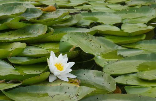 Wrzosowy Młyn - Twoje miejsce nad Jeziorem - Foto 50
