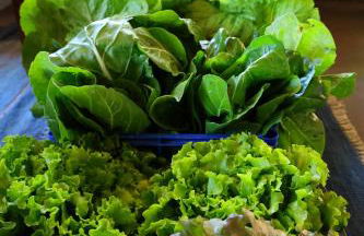 Terra di Ea - Foto 39