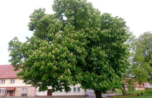 alte Apotheke - Foto 33