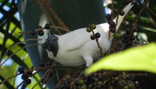 Ouro Grosso Chales - Foto 2, Garden view