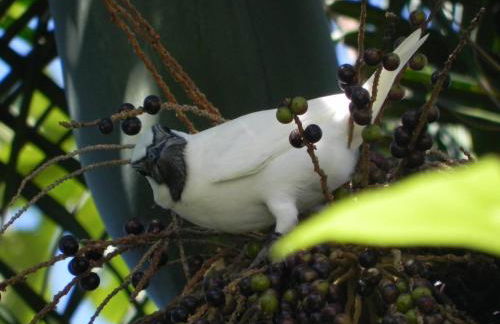 Ouro Grosso Chales - Foto 2