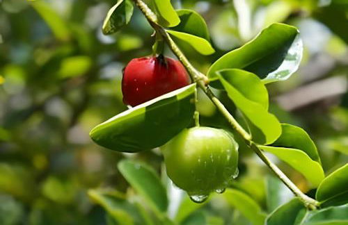Flat Térreo em Meio a Natureza - Foto 36