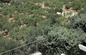 stella di ponente - Foto 39