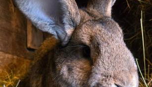 Waitzdorfer Landhaus Pieper - Foto 2