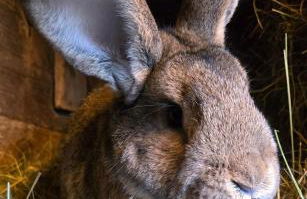 Waitzdorfer Landhaus Pieper - Foto 2