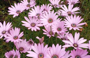 Fraga`s House - Douro e Natureza - Foto 37