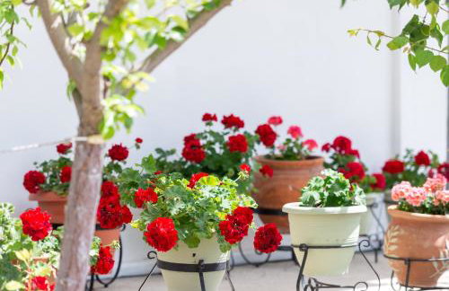 Rizes House - Foto 65