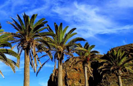 Phoenix Canariensis - Foto 25