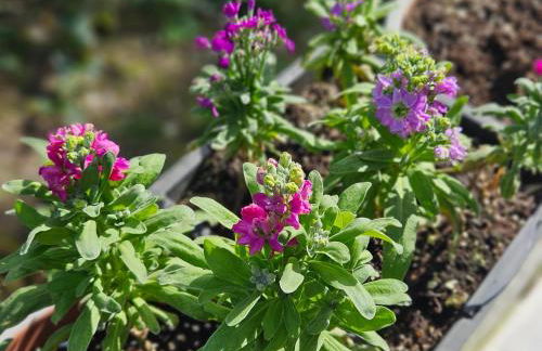 IPSOS SUPERIOR APARTMENTS - Foto 12