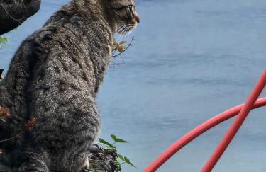 Villa Maria Lago Maggiore 2 - Foto 16