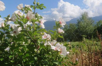 Casa delle Rose - Foto 38