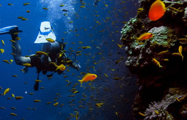 Immersione serale a Ilhabela - Foto 1