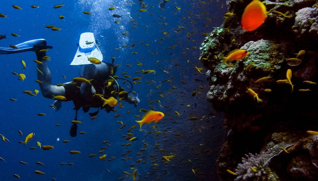 Night Diving in Ilhabela - Foto 1