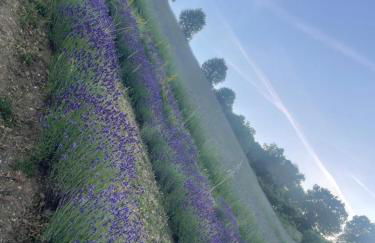 La lavanda di Poppi-mini appartamento - Foto 59