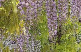 Mediterranean Retreat With Sea View In Seborga - Foto 24