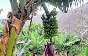 Casa La Sabina Roja 1 - Casa con impresionantes vistas sobre Hermigua y el mar - Foto 26