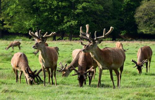 Grand Apartments Kew Gardens - Foto 85