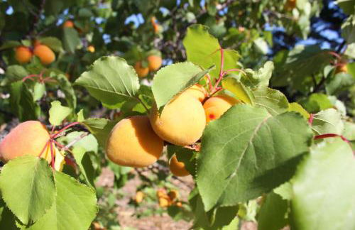 Boat dreams , garden relax - Foto 20