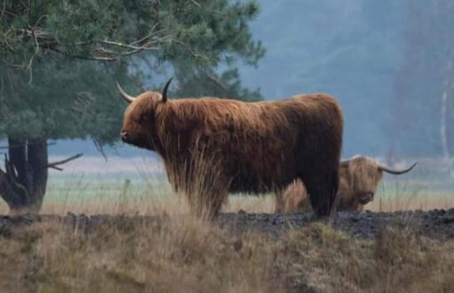 Unique Holiday Home in Noordwolde With Garden - Foto 35