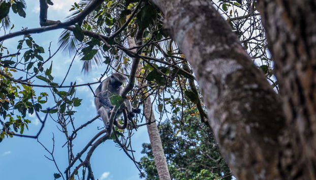 Preste atenção à biodiversidade