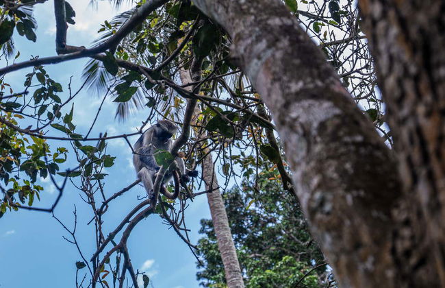 Escursione alla foresta di Jozani - Foto 3