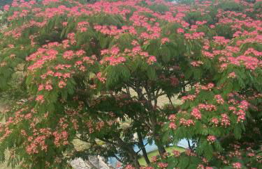 Domaine la Boulinière - La Biche - Foto 17