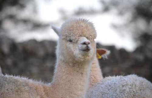 Loch Shin Glamping Pods - Foto 26