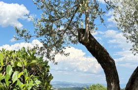 La Corte Cetona - Foto 34