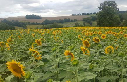 charmant logement à la campagne - Photo 21
