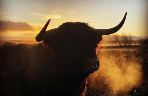 Green Law - Dog Friendly - Foto 19