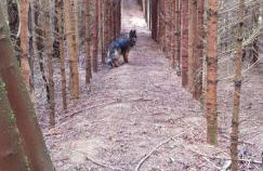 Oaza Las Zagozd - Foto 7