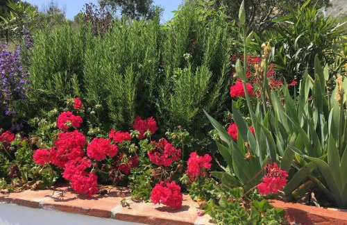 Algarrobo Azul - Foto 7