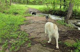 Magical Tree House Rental Nestled in the Woods on Farm Retreat near St. Louis, Missouri - Foto 16