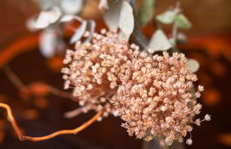 Solar de Vilar Seco - Foto 41