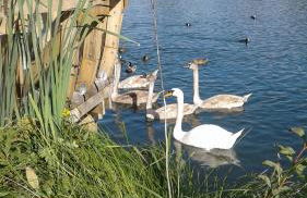 la picarde - Foto 20