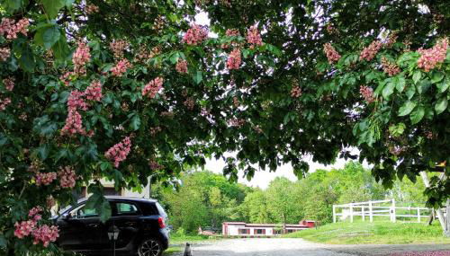 Erdhaus WEST - Ferienhof Bartel - Photo 5, Garden