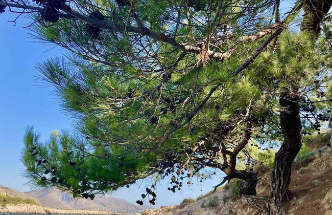 Chios Cozy studio Island Getaway - Foto 36